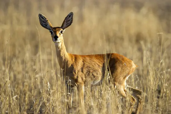 Steenbok Raphicerus Campestris Kgalagadi Transfrontier Park Jihoafrická Republika — Stock fotografie