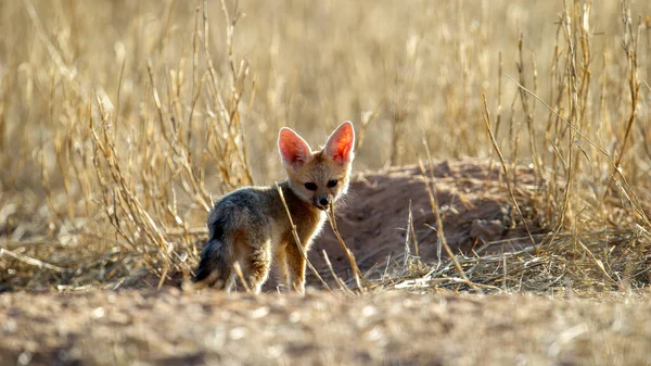 Cape Fox Vulpes Chama Kgalagadi Transfrontier Park Jihoafrická Republika — Stock fotografie