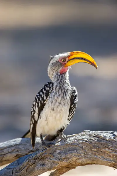 Southern Yellow Billed Hornbill Tockus Leucomelas Kgalagadi Transfrontier Park South — Stock Photo, Image