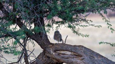 Benekli Kartal Baykuşu (Bubo africanus) Kgalagadi Sınır ötesi Parkı, Güney Afrika