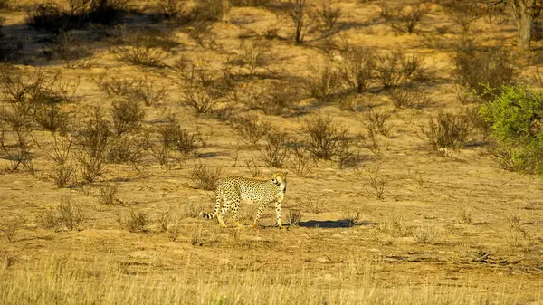 Cheetah Acinonyx Jubatus Kgalagadi Transfrontier Park Jihoafrická Republika — Stock fotografie