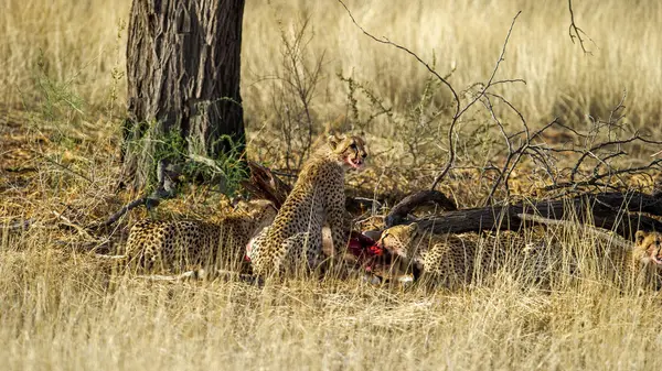 Cheetah Acinonyx Jubatus Kgalagadi Transfrontier Park Sudáfrica —  Fotos de Stock