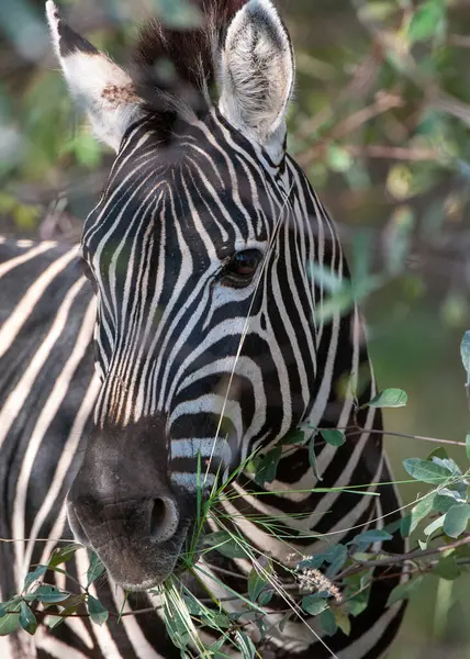 Burchells Zebra Equus Burchelli Parc National Marakele Afrique Sud — Photo