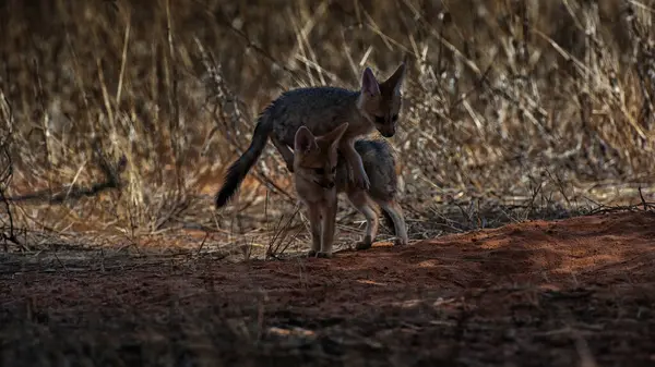 Cape Fox Vulpes Chama Kgalagadi Transborder Park Afrique Sud — Photo