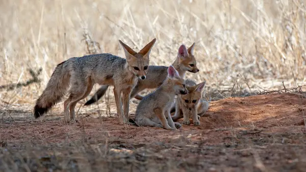 Cape Fox Vulpes Chama Kgalagadi Transfrontier Park Sudáfrica —  Fotos de Stock