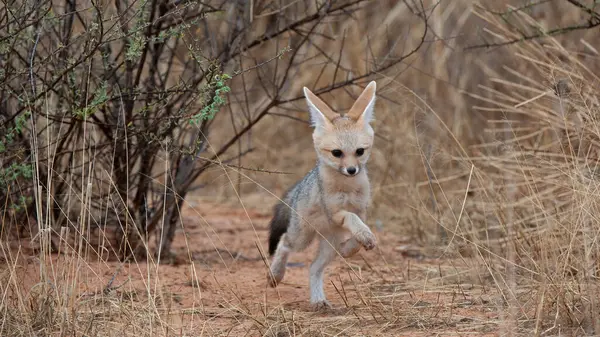 Kap Fuchs Vulpes Chama Kgalagadi Transfrontier Park Südafrika — Stockfoto
