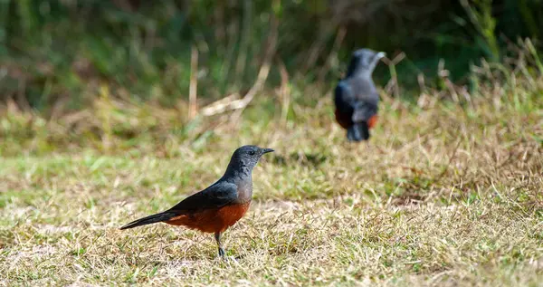 Alaycı Cliff-Chat (Thamnolaea cinnamomeiventris) Marakele Ulusal Parkı, Güney Afrika