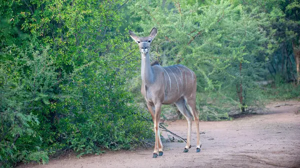 Kudu Tragelaphus Strepsiceros Parco Nazionale Marakele Sudafrica — Foto Stock