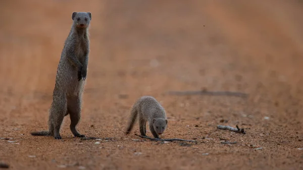 Banded Mongoose Mungos Mungo Marakele National Park South Africa — Stock Photo, Image