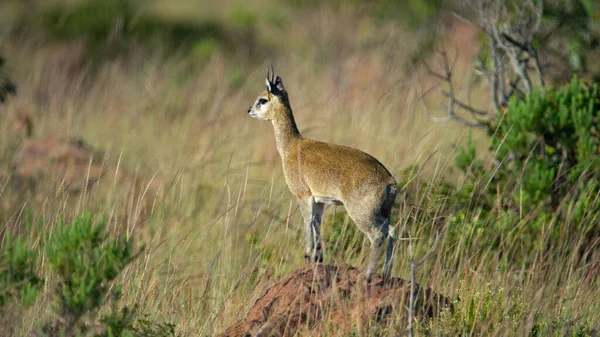 Klipspringer Oreotragus Oreotragus Marakele National Park South Africa — Stock Photo, Image