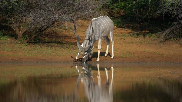 Kudu Tragelaphus Strepsiceros Parc National Marakele Afrique Sud — Photo