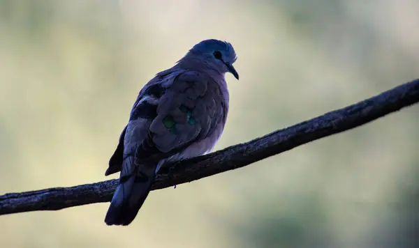 Zümrüt lekeli Wood-Dove (Turtur chalcospilos) Marakele Ulusal Parkı, Güney Afrika