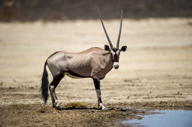 Gemsbok (Oryx gazella) Kgalagadi Transfrontier Park, Güney Afrika