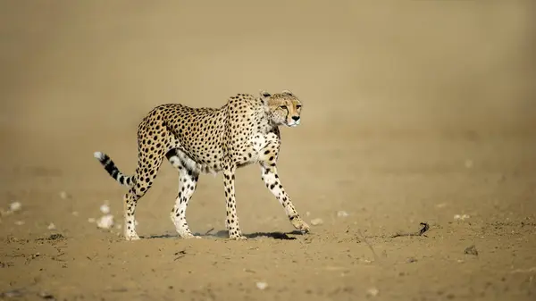 Cheetah Acinonyx Jubatus Kgalagadi Transfrontier Park South Africa — Stock Photo, Image