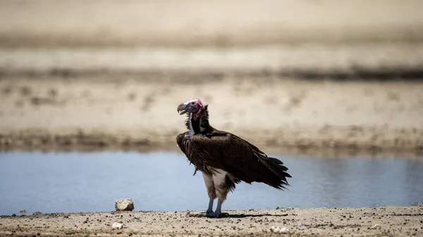 Lapped Faced Vulture Aegypius Tracheliotos Kgalagadi Transfrontier Park South Africa — Stock Photo, Image