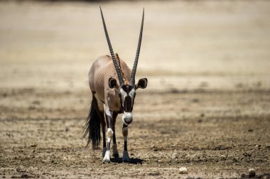 Gemsbok (Oryx gazella) Kgalagadi Transfrontier Park, Güney Afrika