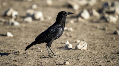 Cape Crow (Corvus capensis) Kgalagadi Sınır ötesi Parkı, Güney Afrika