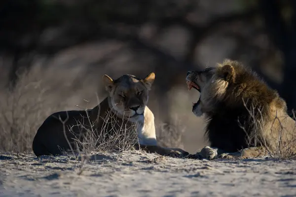 Lion Panthera Leo Kgalagadi Transfrontier Park South Africa — Stock Photo, Image