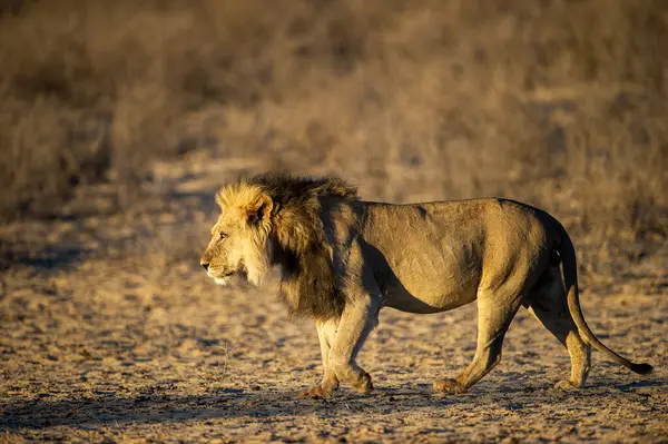 Lion Panthera Leo Kgalagadi Transfrontier Park South Africa — Stock Photo, Image