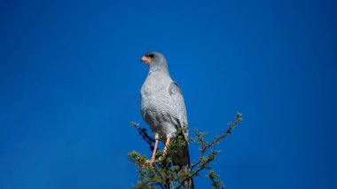 Solgun İlahili Şahin (Melierax canorus) Kgalagadi Sınır Aşan Parkı, Güney Afrika