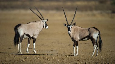 Gemsbok (Oryx gazella) Kgalagadi Transfrontier Park, Güney Afrika