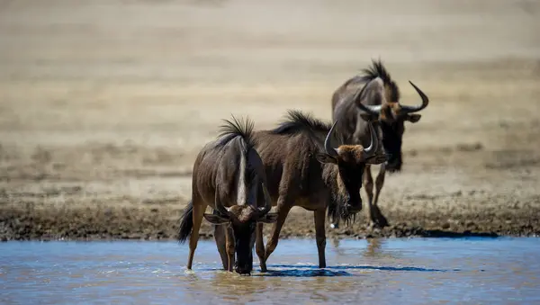 Blue Wildebeest Connochaetes Taurinus Kgalagadi Transfrontier Park South Africa — Stock Photo, Image