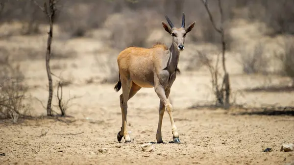 Eland Tragelaphus Oryx Kgalagadi Transfrontier Park South Africa — Stock Photo, Image