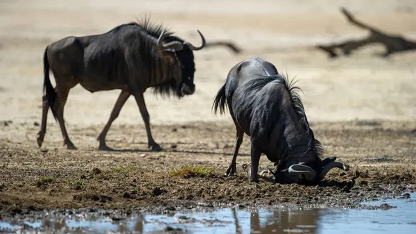 Заграничный Парк Blue Wildebeest Connochaetes Felrinus Kgalagadi Южная Африка — стоковое фото