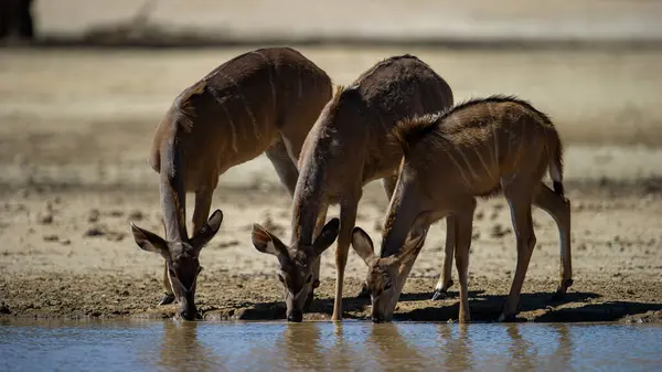 Kudu Tragelaphus Strepsiceros Kgalagadi Transborder Park Afrique Sud — Photo