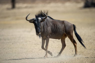 Mavi Antilop (Connochaetes taurinus) Kgalagadi Transfrontier Park, Güney Afrika