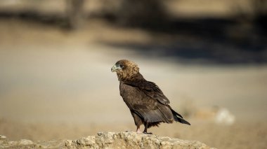 Bateleur (Terathopius ecaudatus) Kgalagadi Transfrontier Park, Güney Afrika