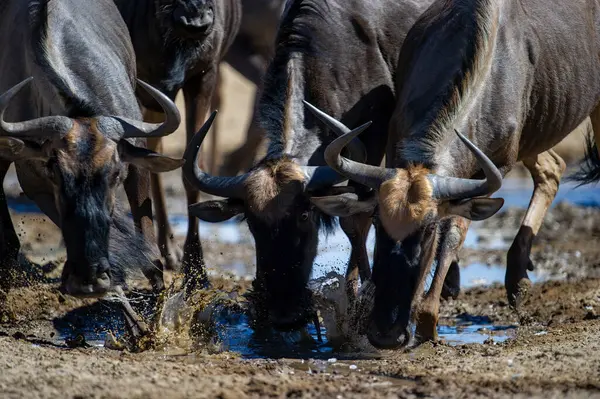 Blue Wildebeest Connochaetes Taurinus Kgalagadi Transfrontier Park Jihoafrická Republika — Stock fotografie
