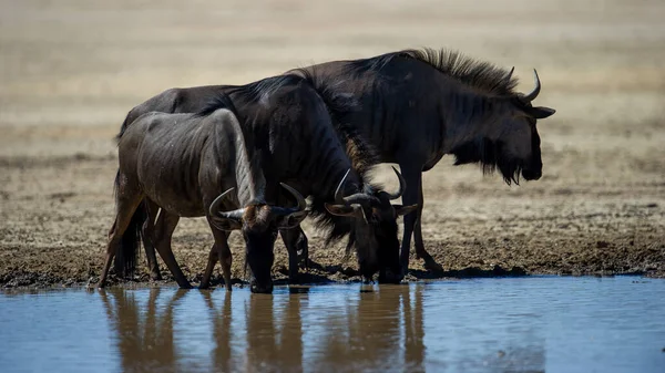 Błękitna Wildebeest Connochaetes Taurinus Kgalagadi Transfrontier Park Republika Południowej Afryki — Zdjęcie stockowe