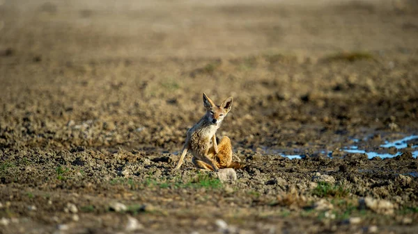 Black Backed Jackal Canis Mesomelas Kgalagadi Transfrontier Park South Africa — Stock Photo, Image