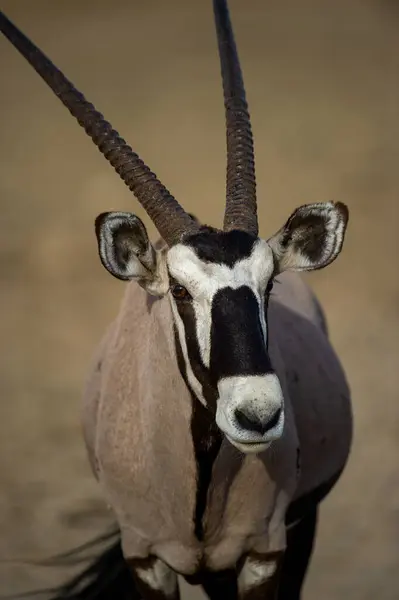 Gemsbok Oryx Gazella Kgalagadi Transfrontier Park Republika Południowej Afryki — Zdjęcie stockowe
