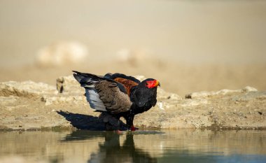 Bateleur (Terathopius ecaudatus) Kgalagadi Transfrontier Park, Güney Afrika
