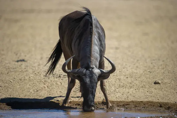 Заграничный Парк Blue Wildebeest Connochaetes Felrinus Kgalagadi Южная Африка — стоковое фото