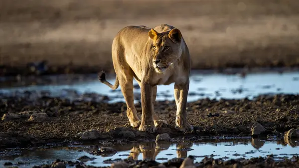 Трансграничный Парк Лион Panthera Leo Кгалагади Южная Африка — стоковое фото