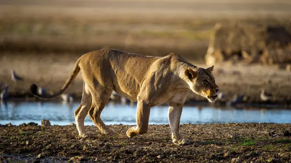 Трансграничный Парк Лион Panthera Leo Кгалагади Южная Африка — стоковое фото