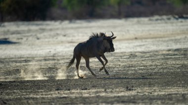   Mavi antilop (Connochaetes taurinus) Kgalagadi Transfrontier Park, Güney Afrika