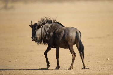  Mavi antilop (Connochaetes taurinus) Kgalagadi Transfrontier Park, Güney Afrika