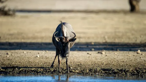 Blue Wildebeest Connochaetes Firinus Kgalagadi Transfrontier Park South — стоковое фото