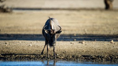 Mavi Antilop (Connochaetes taurinus) Kgalagadi Transfrontier Park, Güney 