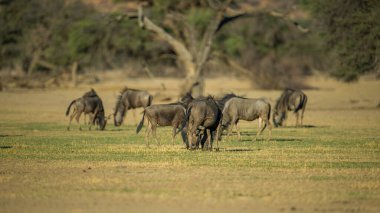 Mavi Antilop (Connochaetes taurinus) Kgalagadi Transfrontier Park, Güney 