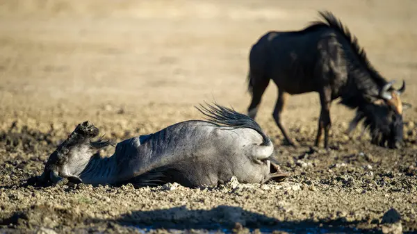 Blue Wildebeest Connochaetes Taurinus Kgalagadi Parco Transfrontaliero Sud — Foto Stock