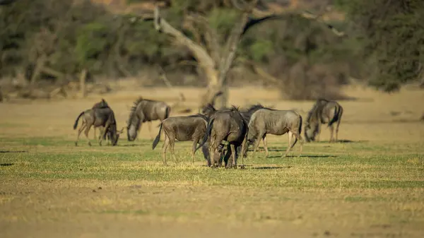 Blue Wildebeest Connochaetes Taurinus Kgalagadi Transfrontier Park South — Stock Photo, Image