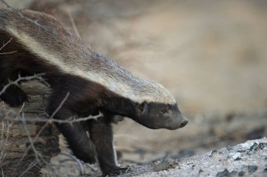  Bal Porsuğu (Mellivora capensis) Kgalagadi Sınır Aşan Parkı, Güney Afrika