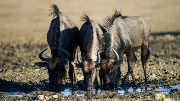 Blue Wildebeest Connochaetes Taurinus Kgalagadi Transborder Park África Sul — Fotografia de Stock