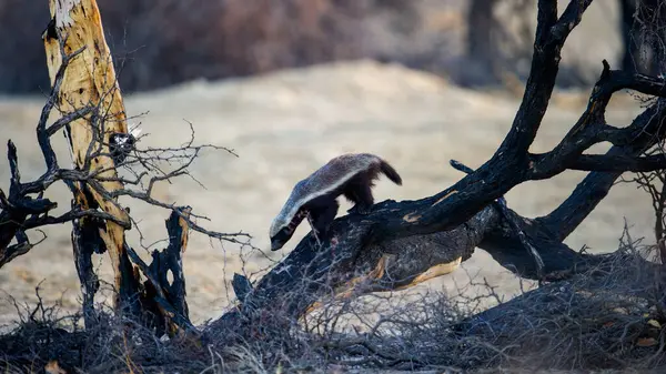 Honey Badger Mellivora Capensis Kgalagadi Transborder Park África Sul — Fotografia de Stock