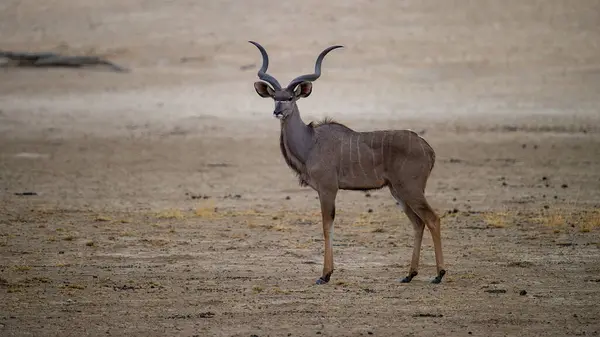 Kudu Tragelaphus Strepsiceros Kgalagadi Transfrontier Park Jihoafrická Republika — Stock fotografie